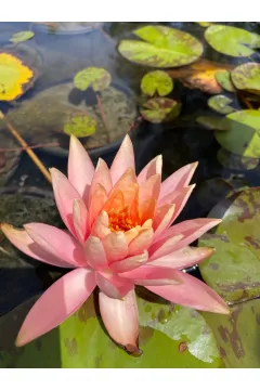 Somon Nilüfer Çiçeği