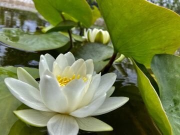 Beyaz Nilüfer Çiceği