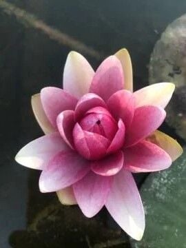 Kırmızı Nilüfer Çiçeği