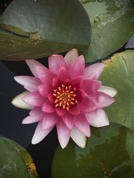 Kırmızı Nilüfer Çiçeği