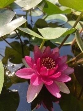 Bebek Kırmızı Nilüfer (Nymphaea ‘Perry's by Red’)