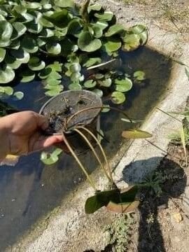 Bebek Kırmızı Nilüfer (Nymphaea ‘Perry's by Red’)