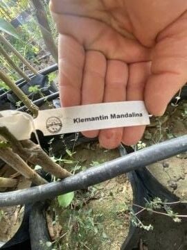 Klemantin Mandalina