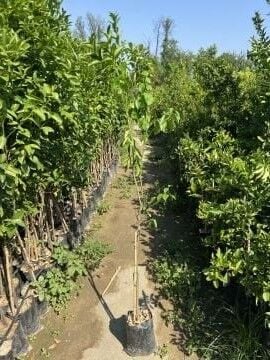 W. Murcott Geççi Mandalina