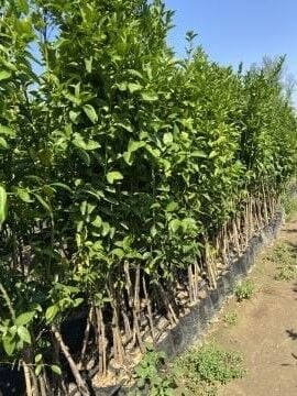 W. Murcott Geççi Mandalina