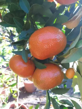 W. Murcott Geççi Mandalina