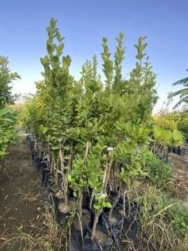 Mexican Lime (Key Lime) Fidanı