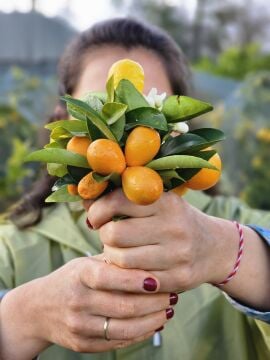 Kumkuat Fidanı (Fortınella)