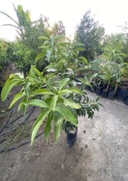 Kumkuat Fidanı (Fortınella)