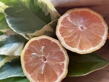 Alacalı Pembe Limon (Citrus Limon Variegata)