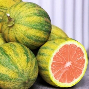 Alacalı Pembe Limon (Citrus Limon Variegata)