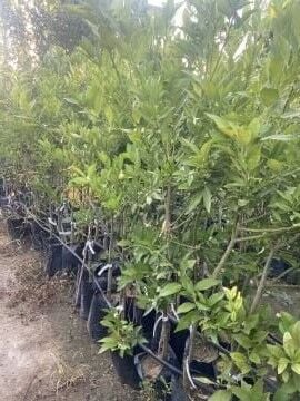 Limequat Fidanı (Tavares Limequat)