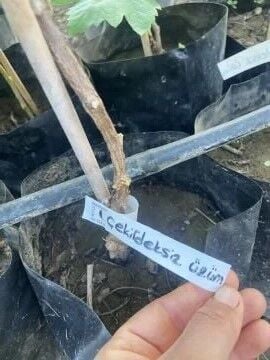 Çekirdeksiz Üzüm Fidanı (Sultani)