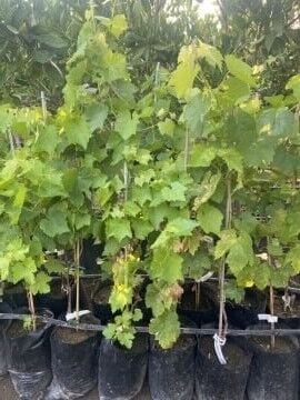 Çekirdeksiz Üzüm Fidanı (Sultani)