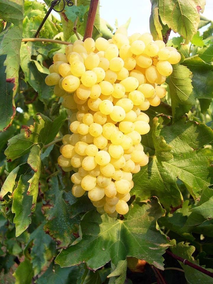 Çekirdeksiz Üzüm Fidanı (Sultani)