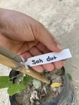 Pakistan Mulberry Şah Dut Fidanı – Uzun Meyveli, Tatlı ve Dayanıklı Dut Çeşidi