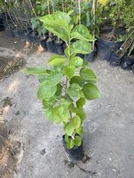 Pakistan Mulberry Şah Dut Fidanı – Uzun Meyveli, Tatlı ve Dayanıklı Dut Çeşidi