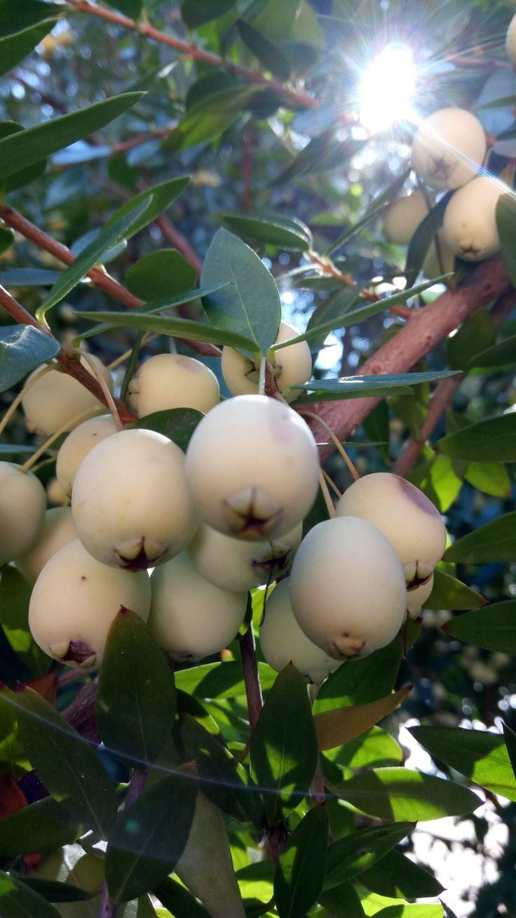 Beyaz Mersin Fidanı