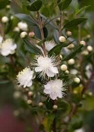 Beyaz Mersin Fidanı