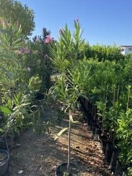 Zakkum Fidanı (Nerium oleander) – Renkli ve Dayanıklı Peyzaj Bitkisi