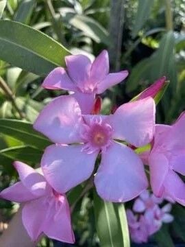 Zakkum Fidanı (Nerium oleander) – Renkli ve Dayanıklı Peyzaj Bitkisi