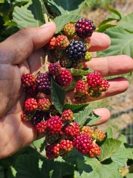 Dikensiz Böğürtlen Fidanı