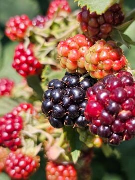 Dikensiz Böğürtlen Fidanı