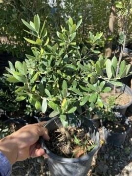 Minik Bonzai Zeytin Fidanı (10-20 cm)