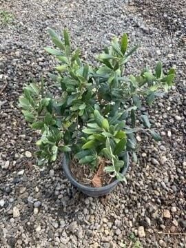 Minik Bonzai Zeytin Fidanı (10-20 cm)