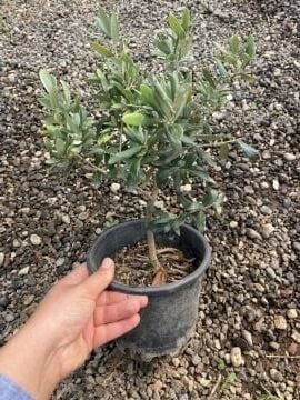 Minik Bonzai Zeytin Fidanı (10-20 cm)