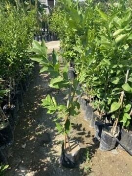 Bergamot Fidanı (Citrus bergamia) (100-120cm)