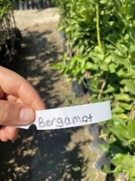 Bergamot Fidanı (Citrus bergamia) (100-120cm)
