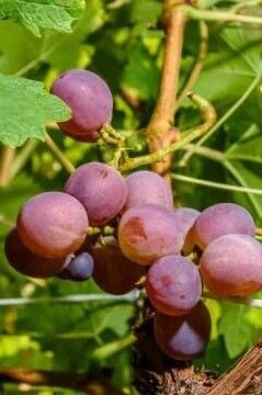 Yuvarlak Pembe Üzüm (Cardinal) (40-60 cm)