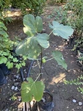 Siyah İri İncir Fidanı (50-60cm)