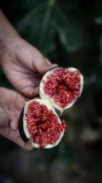 Siyah İri İncir Fidanı (50-60cm)