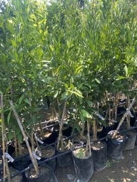 Bodrum Mandalinası Fidanı (100-120cm)