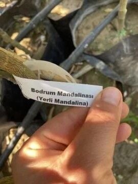 Bodrum Mandalinası Fidanı (100-120cm)