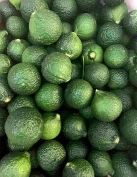 Bodrum Mandalinası Fidanı (100-120cm)