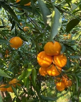 Bodrum Mandalinası Fidanı (100-120cm)