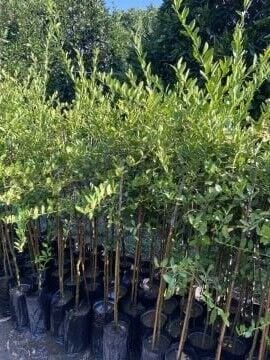 Yeşil Havyar Limon - Finger Lime (100-120cm)