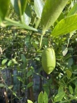 Yeşil Havyar Limon - Finger Lime (100-120cm)