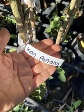 Kan Portakalı Red Smith Fidanı (100-150cm)