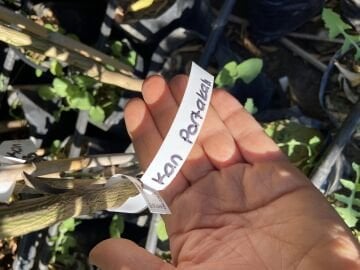 Kan Portakalı Red Smith Fidanı (100-150cm)