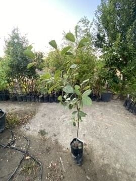 Kış Hurması Fidanı – Lezzetli ve Tatlı Diospyros Yeşil Kaki (120-160cm)