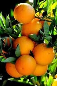 Valensiya Yaz Portakalı Fidanı (100-120cm)