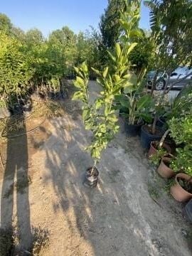 Valensiya Yaz Portakalı Fidanı (100-120cm)