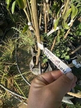 Valensiya Yaz Portakalı Fidanı (100-120cm)