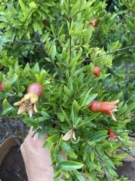 Süs Narı Fidanı (Punica granatum ‘Nana’)