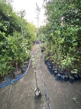 Ferragnes Badem Fidanı (100-120cm)