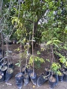 Nektarin Fidanı Fidanı (100-160cm)